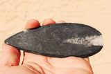 CHARGED Orthoceras Fossil Wand Reflexology Massage Crystal Energy Healing