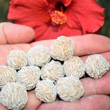 [12] SELENITE Desert Rose Healing Crystals REIKI ENERGY - ZENERGY GEMS 1,200cts